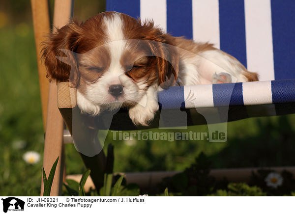 Cavalier King Charles Puppy / JH-09321