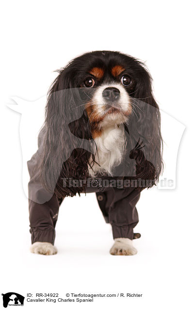 Cavalier King Charles Spaniel / RR-34922