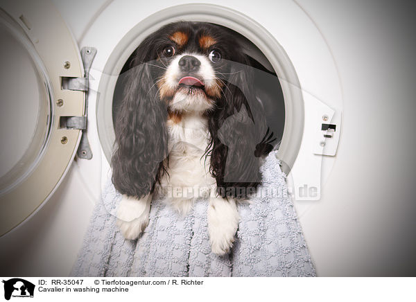 Cavalier in washing machine / RR-35047