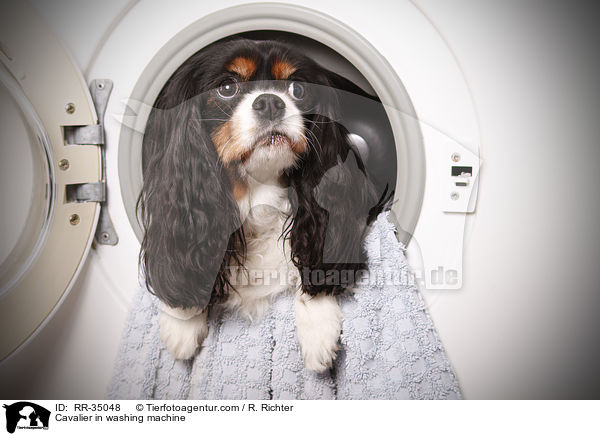 Cavalier in washing machine / RR-35048