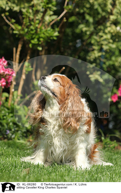 sitzender Cavalier King Charles Spaniel / sitting Cavalier King Charles Spaniel / KL-06280