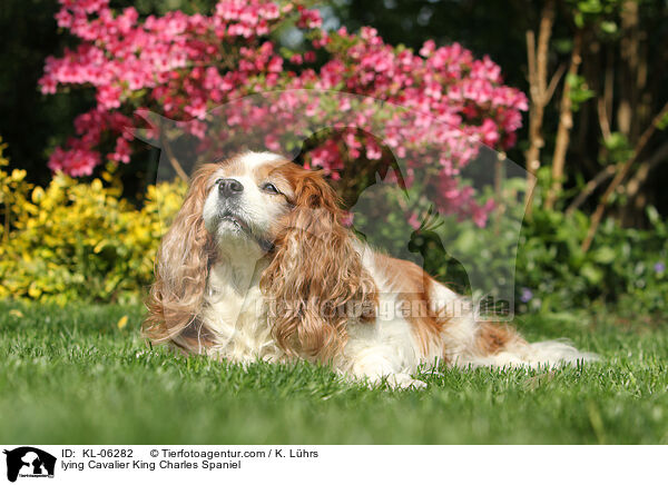 liegender Cavalier King Charles Spaniel / lying Cavalier King Charles Spaniel / KL-06282