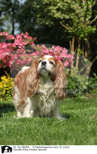 Cavalier King Charles Spaniel / Cavalier King Charles Spaniel / KL-06285