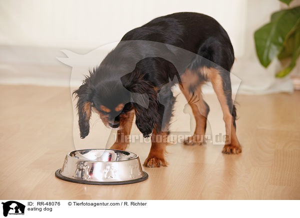 fressender Hund / eating dog / RR-48076