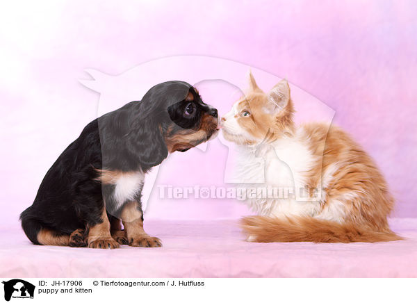 puppy and kitten / JH-17906
