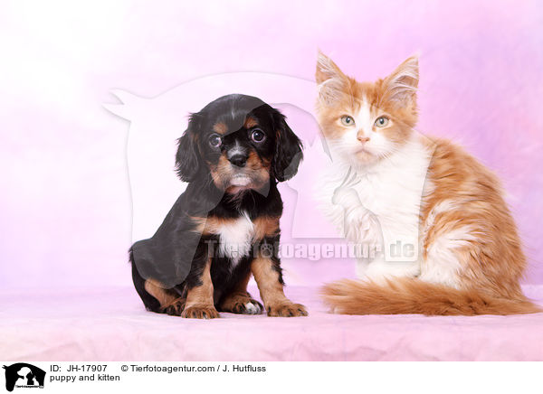 puppy and kitten / JH-17907