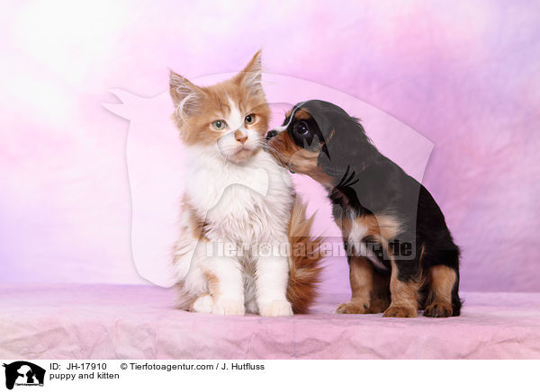 puppy and kitten / JH-17910