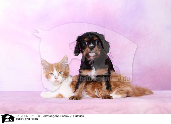 puppy and kitten / JH-17924