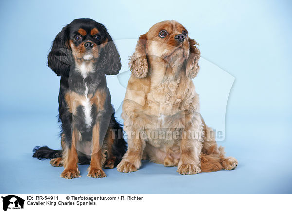 Cavalier King Charles Spaniels / Cavalier King Charles Spaniels / RR-54911