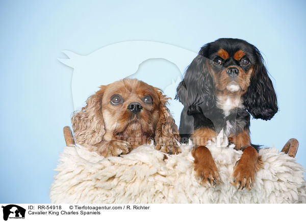 Cavalier King Charles Spaniels / Cavalier King Charles Spaniels / RR-54918