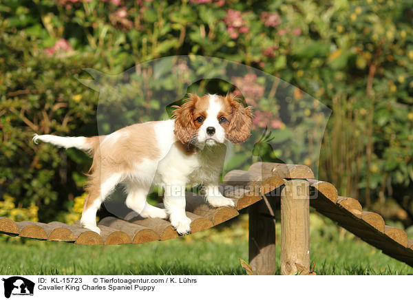 Cavalier King Charles Spaniel Puppy / KL-15723