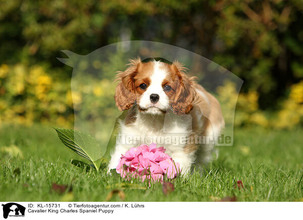 Cavalier King Charles Spaniel Puppy / KL-15731