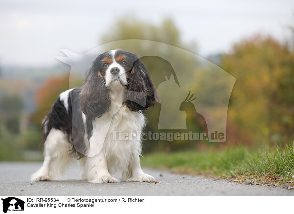 Cavalier King Charles Spaniel / Cavalier King Charles Spaniel / RR-95534