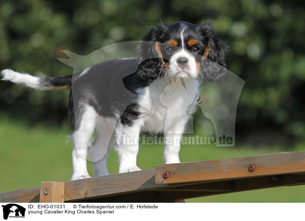 young Cavalier King Charles Spaniel / EHO-01031