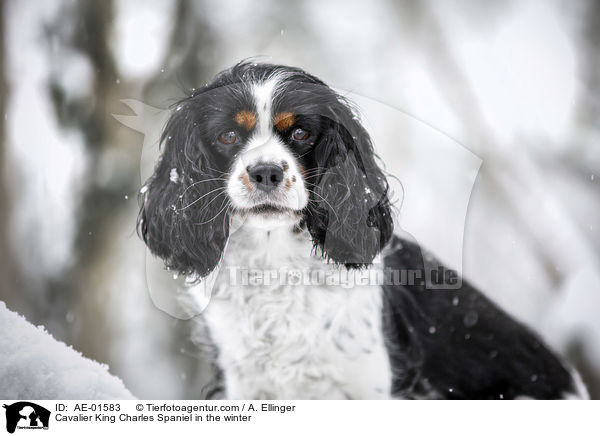 Cavalier King Charles Spaniel in the winter / AE-01583