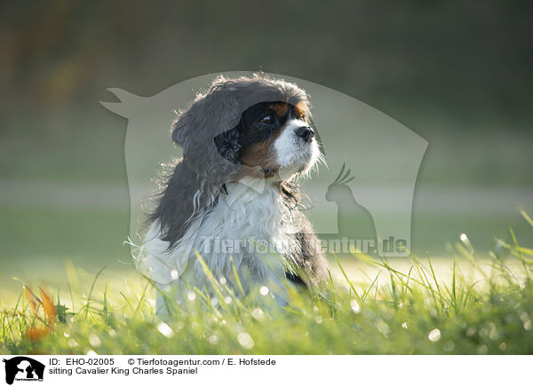 sitzender Cavalier King Charles Spaniel / sitting Cavalier King Charles Spaniel / EHO-02005