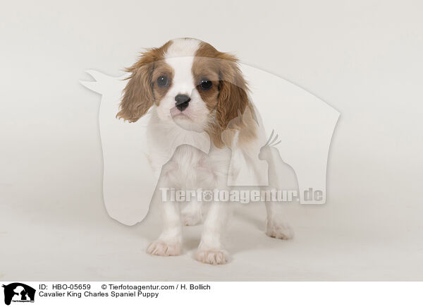 Cavalier King Charles Spaniel Puppy / HBO-05659