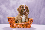 Cavalier King Charles Spaniel