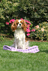 sitting Cavalier King Charles Spaniel