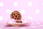 Cavalier King Charles Spaniel puppy