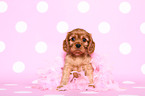 Cavalier King Charles Spaniel puppy