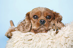 Cavalier King Charles Spaniel