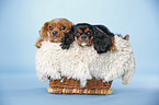 Cavalier King Charles Spaniels