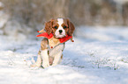 Cavalier King Charles Spaniel Puppy