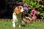 Cavalier King Charles Spaniel