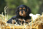 Cavalier King Charles Spaniel Puppy