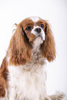 red-white Cavalier King Charles Spaniel