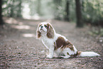 adult Cavalier King Charles Spaniel