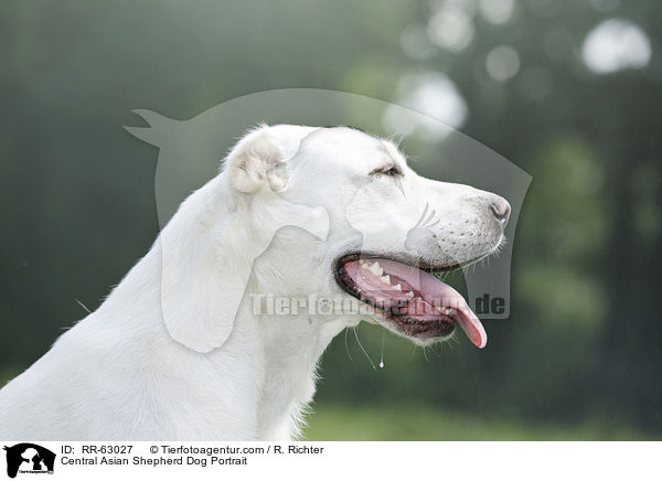 Zentralasiatischer Owtscharka Portrait / Central Asian Shepherd Dog Portrait / RR-63027