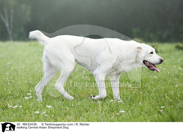 walking Central Asian Shepherd Dog / RR-63036