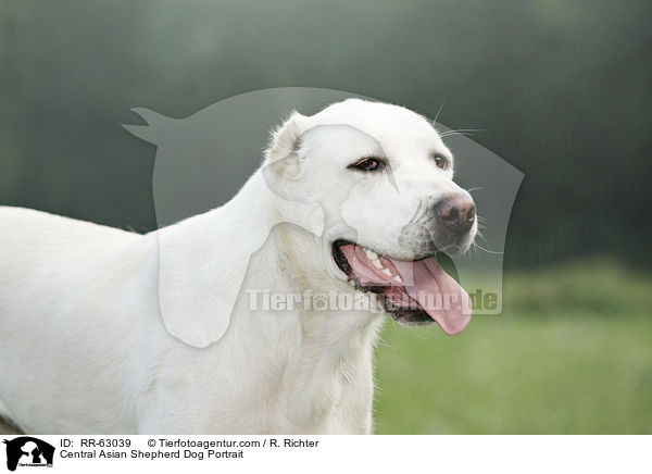 Zentralasiatischer Owtscharka Portrait / Central Asian Shepherd Dog Portrait / RR-63039