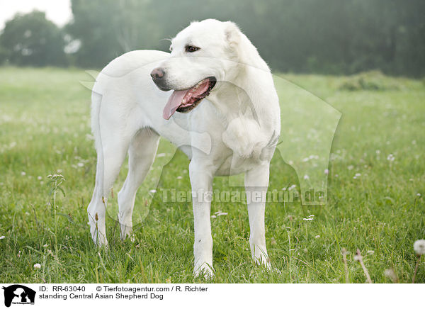 standing Central Asian Shepherd Dog / RR-63040