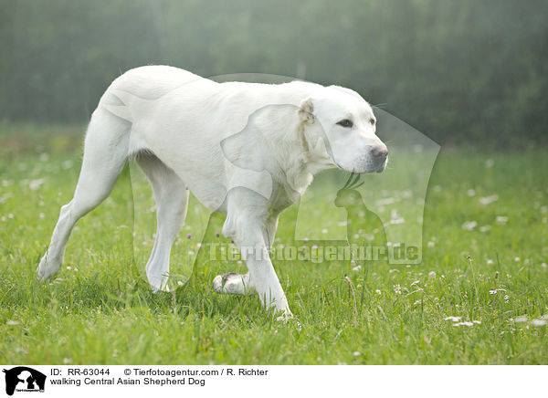 laufender Zentralasiatischer Owtscharka / walking Central Asian Shepherd Dog / RR-63044