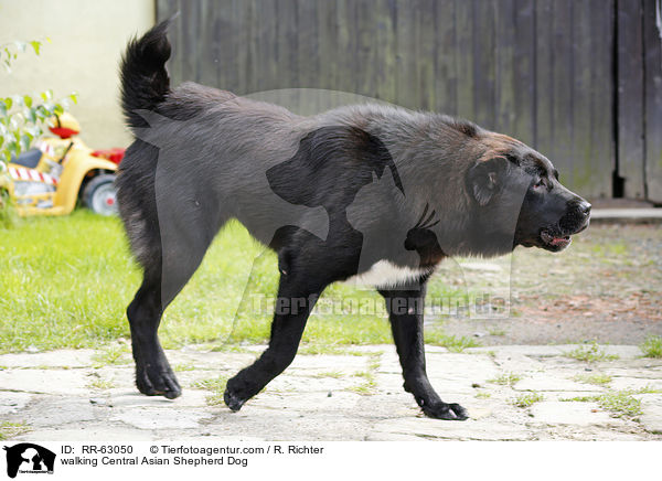 laufender Zentralasiatischer Owtscharka / walking Central Asian Shepherd Dog / RR-63050