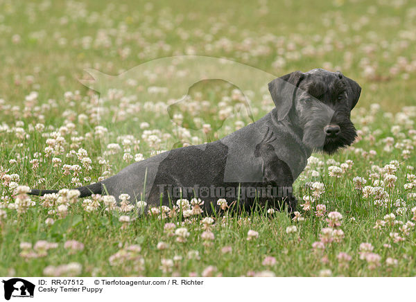 Cesky Terrier Welpe / Cesky Terrier Puppy / RR-07512