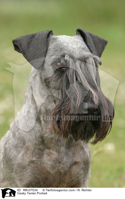 Cesky Terrier Portrait / RR-07534