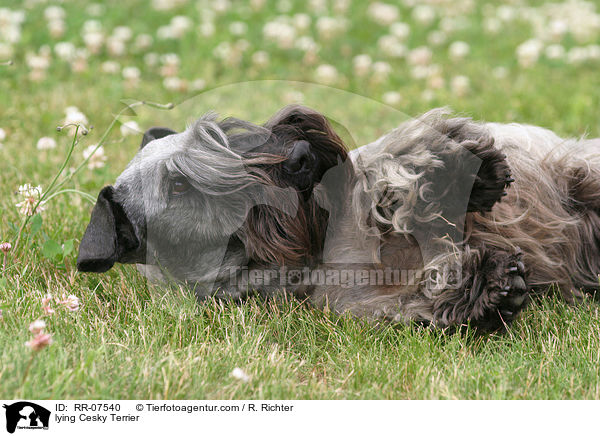 Cesky Terrier liegt im Gras / lying Cesky Terrier / RR-07540