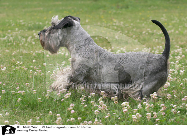 running Cesky Terrier / RR-07547