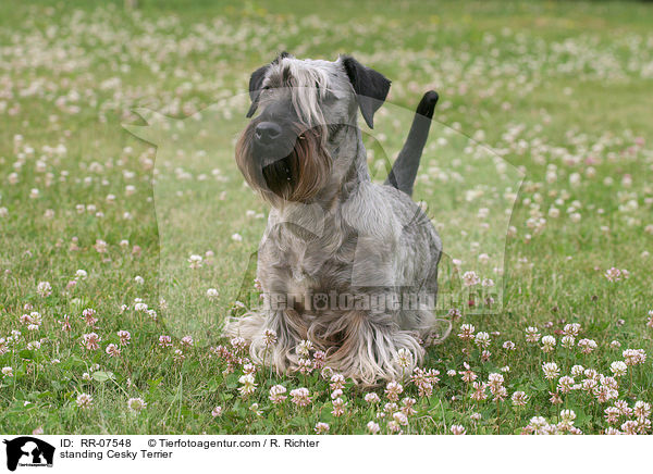 standing Cesky Terrier / RR-07548