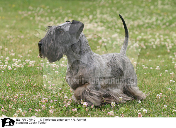 stehender Cesky Terrier / standing Cesky Terrier / RR-07549