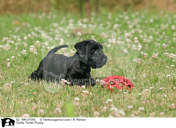 Cesky Terrier Puppy / RR-07558
