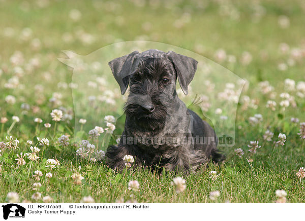 Cesky Terrier Welpe / Cesky Terrier Puppy / RR-07559