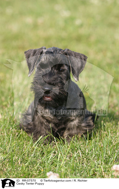 Cesky Terrier Welpe / Cesky Terrier Puppy / RR-07570