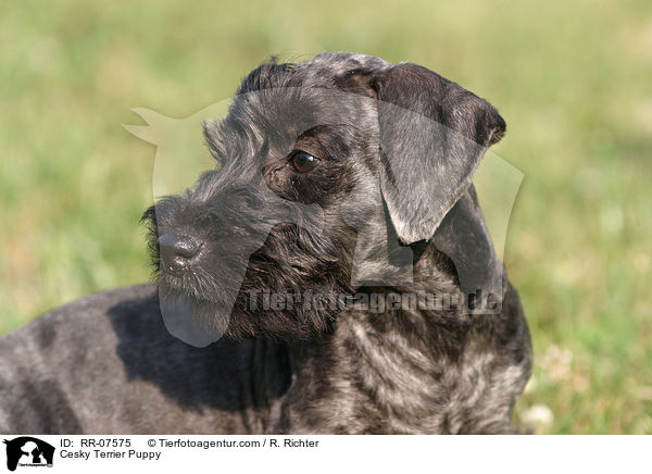 Cesky Terrier Welpe / Cesky Terrier Puppy / RR-07575