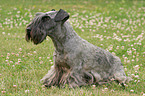 Cesky Terrier