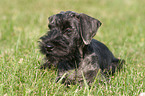 Cesky Terrier Puppy